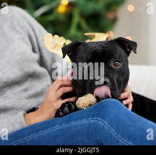 Ich hoffe, es gibt noch mehr davon unter dem Weihnachtsbaum. Ein Hund, der zu Hause mit seinem Besitzer während der Weihnachtszeit sitzt. Stockfoto