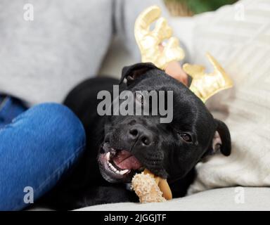 Ich kann das ewig kauen. Ein Hund, der zu Hause mit seinem Besitzer während der Weihnachtszeit sitzt. Stockfoto