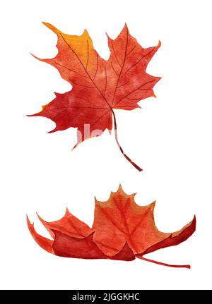 Aquarell handgezeichnete Illustration von roten Ahornblättern. Herbst Fall Blatt vom Baum. Waldwald Wald, kanadisches Naturkonzept Stockfoto