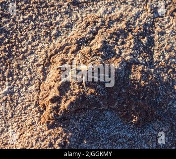 Wolf Spider (Tetralycosa alteripa?) Auf einem kleinen Schlammrücken im trockenen Salzbett des Lake Ballard, Westaustralien. Stockfoto