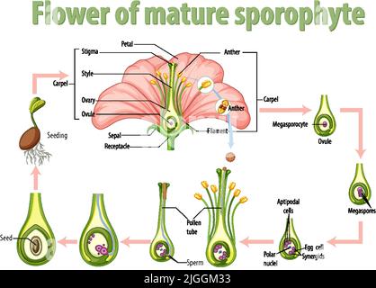 Diagramm mit der Blume des reifen Sporophyten Illustration Stock Vektor