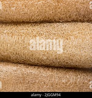 Nahaufnahme von getrocknetem Kürbis-Luffa oder Loofah-Obst oder Biskuit-Kürbis, auch bekannt als Gemüseschwamm oder Lappen-Kürbis, abstrakter Hintergrund von natürlichem Scrubber Stockfoto