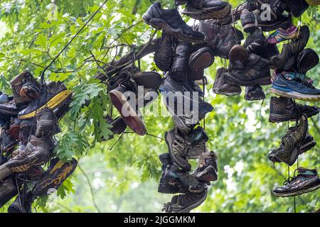 Schuhbaum entlang des Appalachian Trail bei Walasi-Yi / Mountain Crossings in der Nähe von Blairsville, Georgia. (USA) Stockfoto