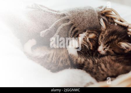 Kleine niedliche Kätzchen schlafen in einer Umarmung, die mit einer Decke bedeckt ist. Lichteffekt. Süße Katzen umarmen sich gegenseitig. Ich liebe und schütze Haustiere. Tierschutz und Tierpflege. Hochwertige Fotos Stockfoto