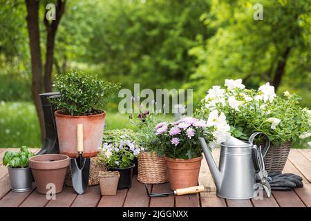 Verschiedene Topfblüten und Kräuter, Gartengeräte, Instrumente und Werkzeuge auf grünen Gartenbäumen Hintergrund. Hobby-Konzept auf Holzterrasse. Florales Design für die Wohnlandschaft Stockfoto