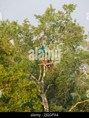 Pfau sitzt hoch oben auf einem Baum am Morgen. pfau ruht in seinem natürlichen Lebensraum. Stockfoto