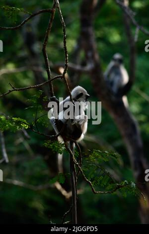 Junger grauer Langur-Affe mit Büschel, der sich an einem Ast festhält und ein hintergrundbeleuchtetes Foto zeigt. Stockfoto