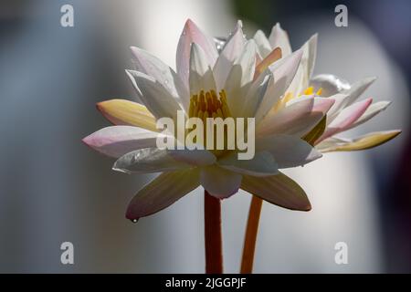 Zwei weiße Seerosen (Nymphaea alba) Blüten aus der Nähe. Stockfoto