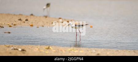 Schwarzflügelstelze (Himantopus himantopus) am Seeufer, Wandern im flachen Wasser. Stockfoto