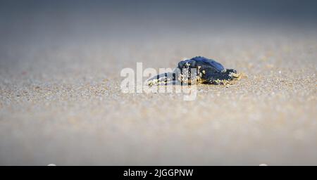 Kleines Baby Olive ridley Meeresschildkröte schlüpfend kriechend in Richtung der Ozeangewässer. Isolierte Babyschildkröte am Sandstrand. Stockfoto