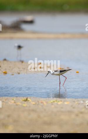 Schwarzflügel-Stelzenläufer am Seeufer fischen, langsam in den flachen Gewässern zu Fuß. Stockfoto