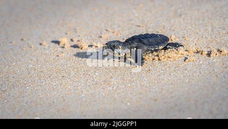 Niedliches Baby Olive ridley Meeresschildkröte schlüpft in Richtung Meer kriechen. Isolierte Babyschildkröte am Sandstrand. Stockfoto