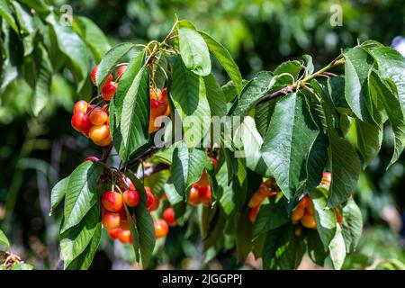 Reife Beeren von roten Kirschen hängen an Zweigen zwischen grünem Laub an einem Baum im Garten. Israel Stockfoto