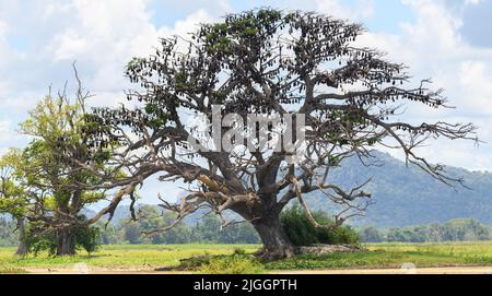 Kolonie von riesigen Fruchtfledermäusen, die auf einer großen Baumlandschaft brüten. Stockfoto