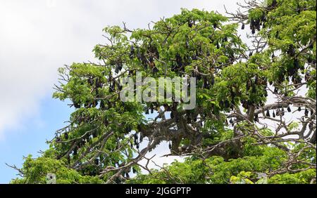 Ein Baum voller Megabaten, große Kolonie von Fledermäusen brüllend in den Tag, Stockfoto