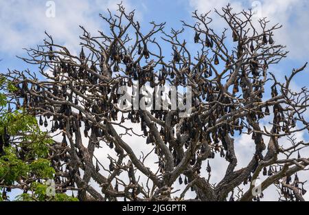 Eine große Kolonie von Fruchtfledermäusen, die tagsüber auf dem Kopf auf einem Baum roosting, ein Baum, der von der Kolonie riesiger Fledermäuse bedeckt ist. Stockfoto