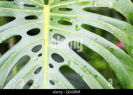 Monstera-Blatt. Nahaufnahme tropischer Bltter mit Tau-Tropfen. Frischer  grner Hintergrund Stockfotografie - Alamy