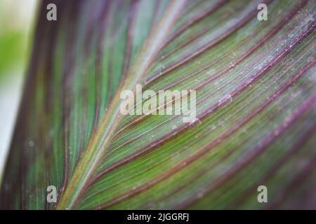 Cordyline fruticosa Blattstruktur. Hinterlegt Nahaufnahme Stockfoto