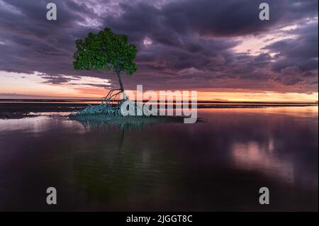 Ein getrübtes Foto vor Sonnenaufgang von einem einzelnen roten Mangrovenbaum auf dem Wattenmeer von Yule Point, Far North Queensland, Australien. Stockfoto