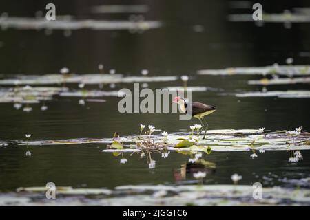 Jacanas mit Kammkammfellkämme, die einen territorialen Streit über lilly-Pads in einem Wasserloch im fernen Norden von Queensland in Australien hatten. Stockfoto
