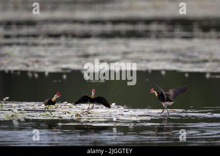 Jacanas mit Kammkammfellkämme, die einen territorialen Streit über lilly-Pads in einem Wasserloch im fernen Norden von Queensland in Australien hatten. Stockfoto