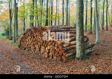 Der Wald. Der Wald im Spätherbst, Winter und frühen Frühling. Stockfoto