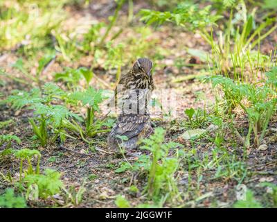 Der Waldvögel Rotflügel, Turdus iliacus, füttert das Küken mit Regenwürmern am Boden. Ein erwachsenes Küken verließ das Nest, aber seine Eltern kümmern sich weiterhin um o Stockfoto