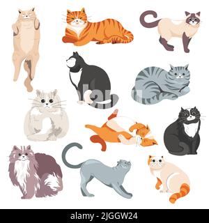 Katzen Rassen, pelzigen Katzen Tiere Kätzchen Vektor Stock Vektor