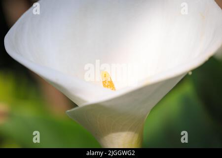 calla-Blume. Weiße Blume aus nächster Nähe. calla Lilien schöne weiße Blumen im Garten Stockfoto