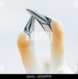 Der Begrüßungsprozess der Nordtölpel , Billing / irische Küste Stockfoto