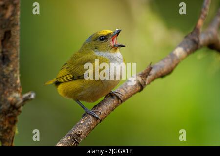 Orange-bauchige Pechia - Pechia xanthogaster schwarz-gelber Vogel in der Finkenfamilie Fringillidae, in Südamerika, subtropisch oder tropisch Mo gefunden Stockfoto