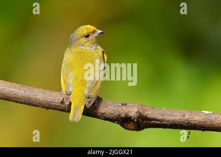 Orange-bauchige Pechia - Pechia xanthogaster schwarz-gelber Vogel in der Finkenfamilie Fringillidae, in Südamerika, subtropisch oder tropisch Mo gefunden Stockfoto