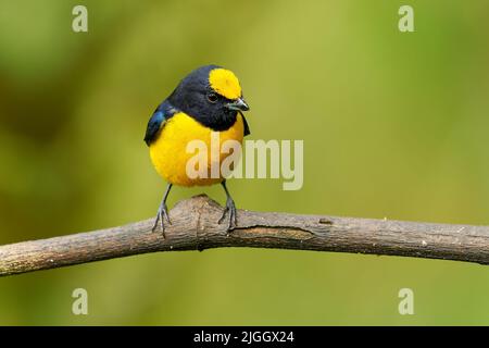 Orange-bauchige Pechia - Pechia xanthogaster schwarz-gelber Vogel in der Finkenfamilie Fringillidae, in Südamerika, subtropisch oder tropisch Mo gefunden Stockfoto