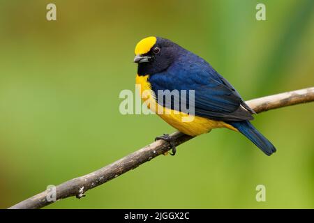 Orange-bauchige Pechia - Pechia xanthogaster schwarz-gelber Vogel in der Finkenfamilie Fringillidae, in Südamerika, subtropisch oder tropisch Mo gefunden Stockfoto