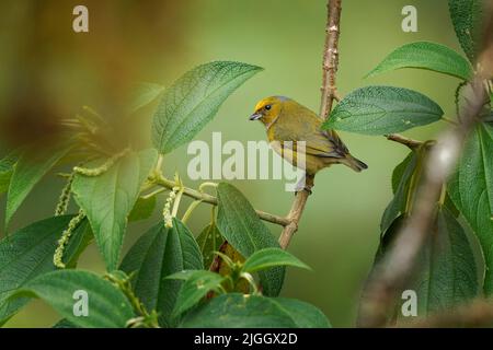 Orange-bauchige Pechia - Pechia xanthogaster schwarz-gelber Vogel in der Finkenfamilie Fringillidae, in Südamerika, subtropisch oder tropisch Mo gefunden Stockfoto