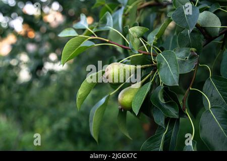 Birnen auf einem Ast auf einem Baum auf einem verschwommenen Hintergrund. Stockfoto