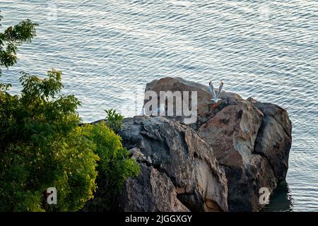 Möwen, die auf großen Felsen am Meer und an der Küstenvegetation thronen. Stockfoto