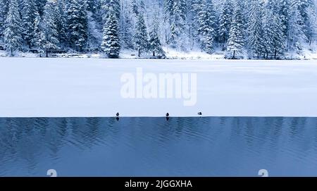 Halber See gefroren mit 3 Enten schlafen auf dem Brett Stockfoto