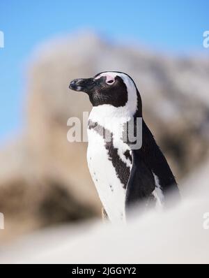 Der Smoking tho. Ein Pinguin am Boulders Beach in Kapstadt, Südafrika. Stockfoto