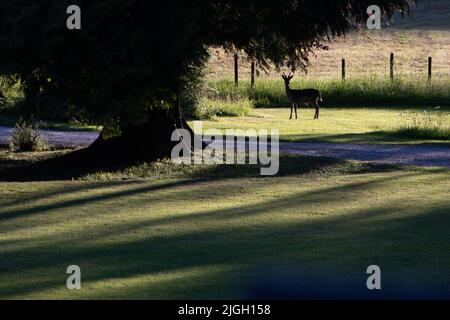 Männlicher einjähriges Rotwild (Cervus elaphus), der in der späten Abendsonne steht Stockfoto