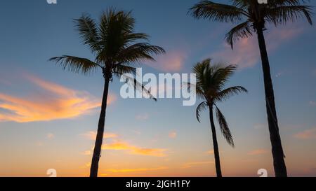 Silhouette von Kokospalmen in der Dämmerung. Stockfoto
