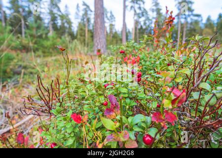 Reife Preiselbeeren wachsen in einem Wald Stockfoto