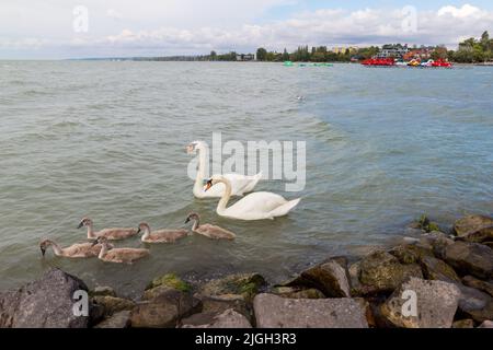 Muter Schwan (Cygnus olor) Eltern und Cygnets an der Südküste des Balaton, Balatonlelle, Ungarn Stockfoto