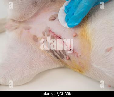 Der Tierarzt behandelt die Naht des Hundes nach einer chirurgischen Operation. Stockfoto