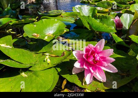 Europäische weiße Seerose (Nymphaea alba) rosa Sorte aquatische blühende Pflanze in einem kleinen Teich im Sommer Stockfoto