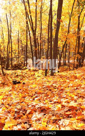 Ruhige Herbstsaison. Schöne Landschaft mit Ahornallee im Herbstpark. Ahornbäume mit gelben und orangen Blättern im Stadtpark an sonnigen Tagen. Fokus Stockfoto