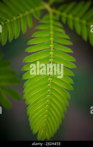 Nahaufnahme des Blattes einer Mimosa pudica, auch empfindliche Pflanze, verschlamme Pflanze, Aktionspflanze, Touch-Me-Not oder Schampflanze genannt Stockfoto