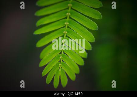 Nahaufnahme des Blattes einer Mimosa pudica, auch empfindliche Pflanze, verschlamme Pflanze, Aktionspflanze, Touch-Me-Not oder Schampflanze genannt Stockfoto