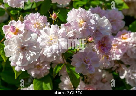 Nahaufnahme von Blumen, Pauls Himalayan Musk Wanderrosarote Blume, Suffolk, England, Großbritannien Stockfoto