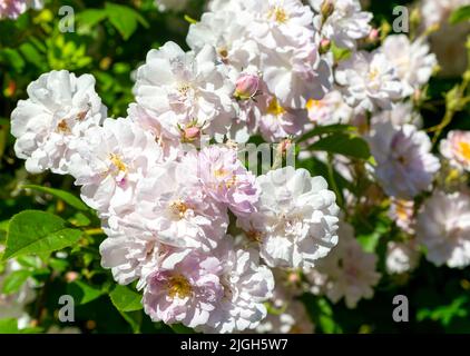 Nahaufnahme von Blumen, Pauls Himalayan Musk Wanderrosarote Blume, Suffolk, England, Großbritannien Stockfoto